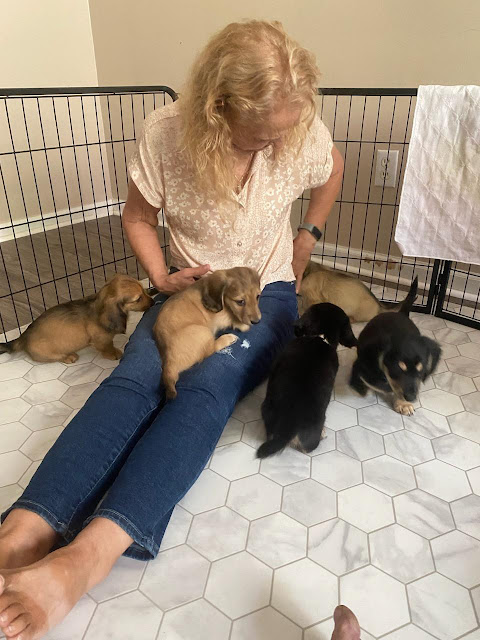 New Puppies. Share NOW. #puppies #dachshunds #baby puppies #eclecticredbarn